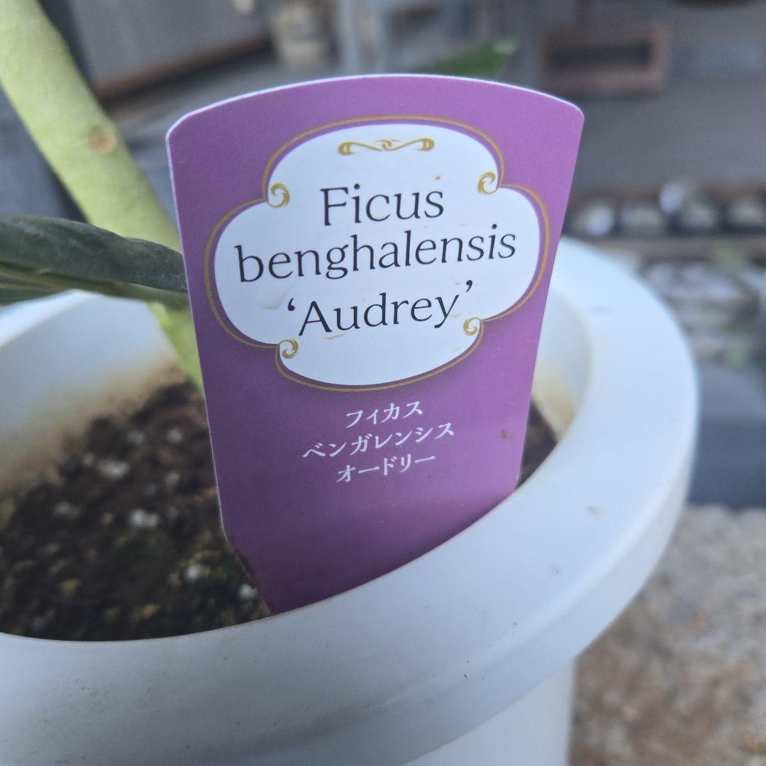 ⑭ フィカス ベンガレンシ オードリー 7号曲がり仕立て最高等級極上品