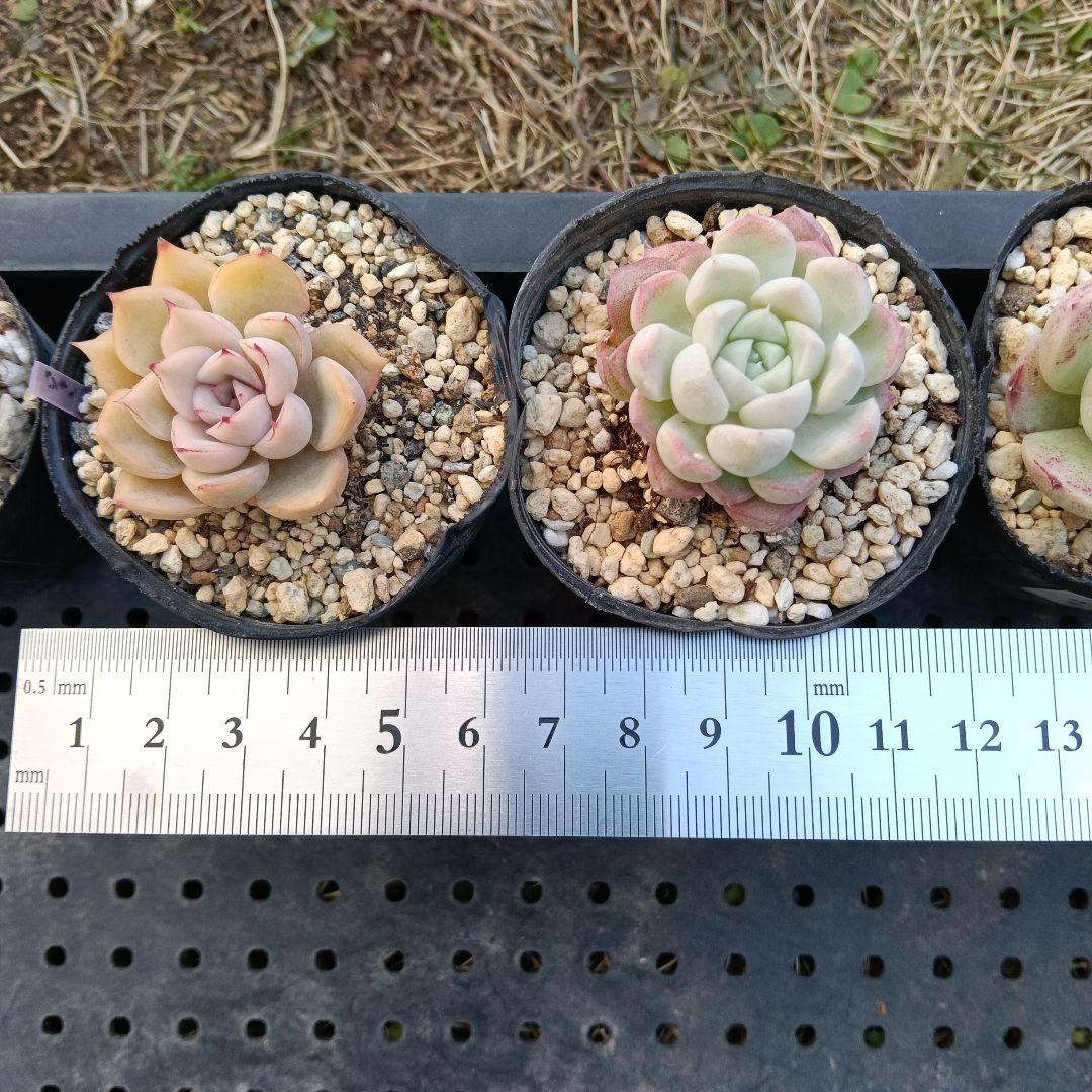 ④【ポットごと】10種セット☆多肉植物☆メルカリ便 - メルカリ
