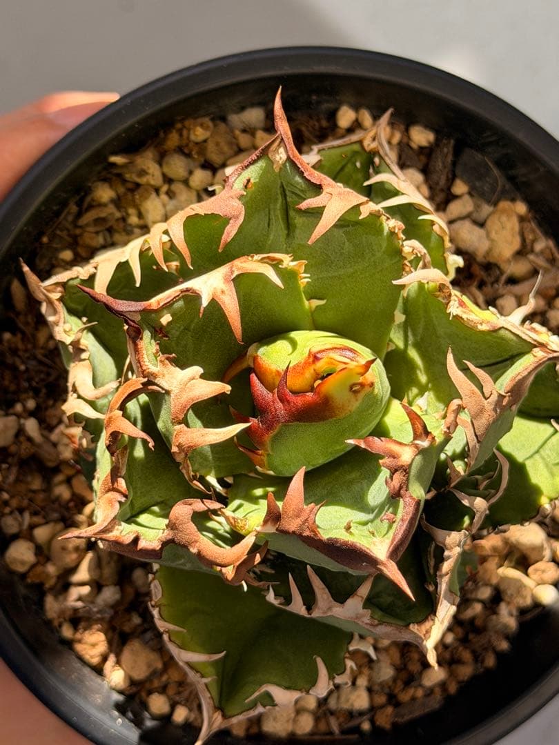 更新】皇冠 アガベ 子株4個付き親株 発根済み