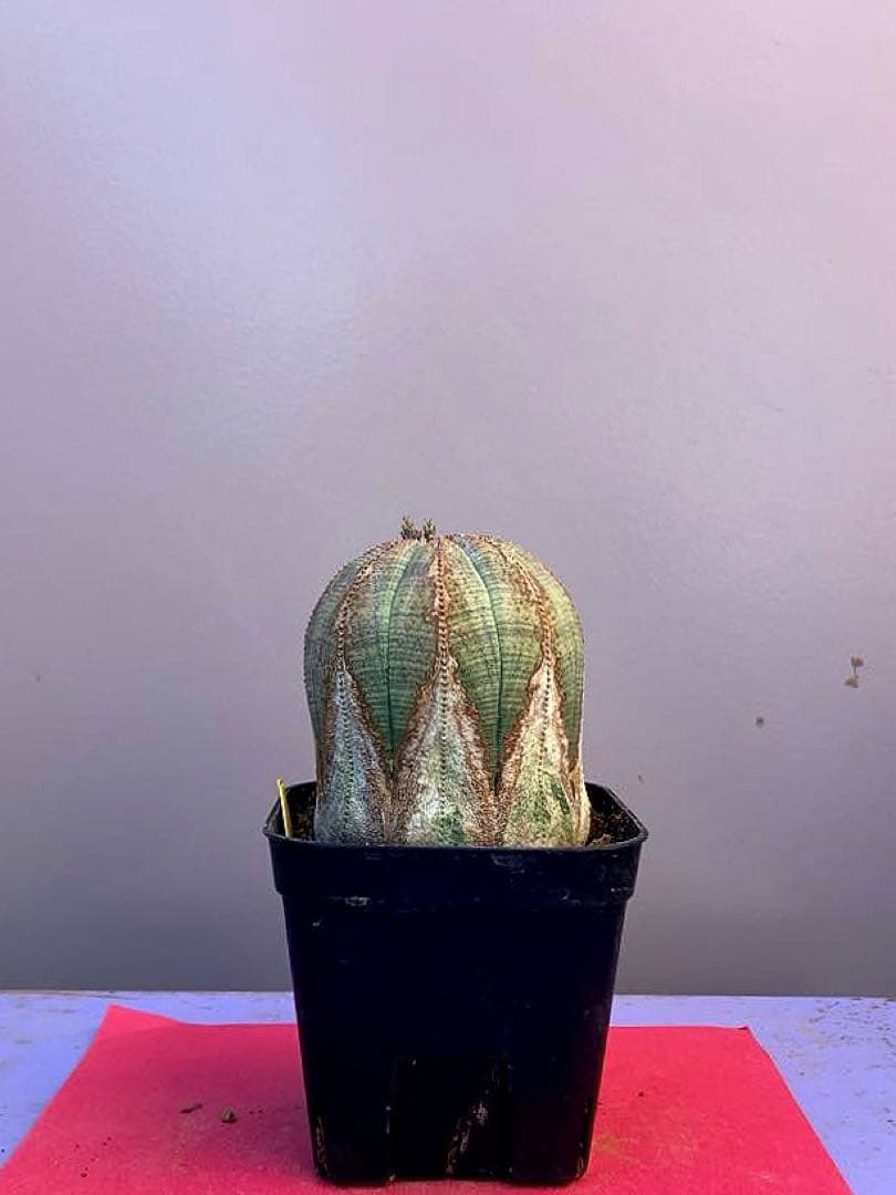 《3号YY》ユーフォルビア　オールド　オベサ　雌株