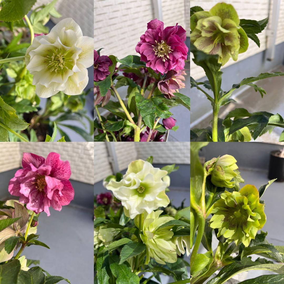 売り尽くしまとめ特価 クリスマスローズ 八重 ダブル エレン 5号 5鉢