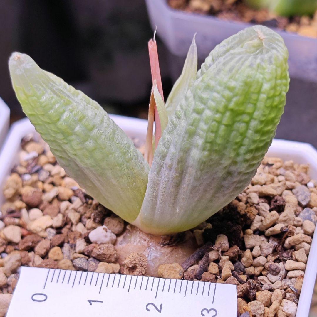 ブルビネ bulbine vitrea 親株