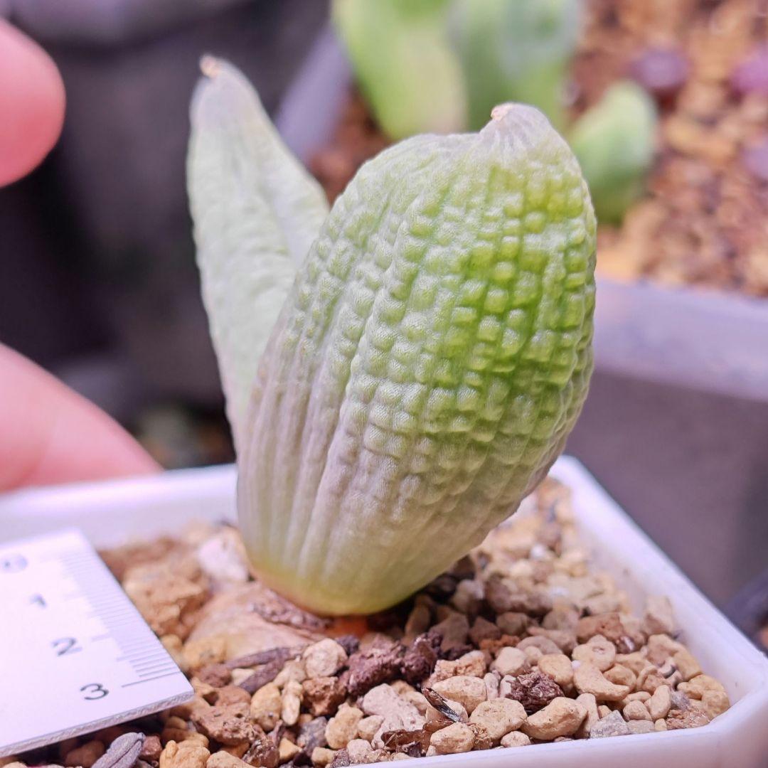 ブルビネ bulbine vitrea 親株