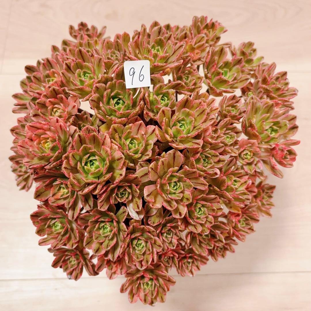 96#多肉植物アエオニウム錦❤️ブロンズメダル錦❤️50-60大頭27cm 拔き苗