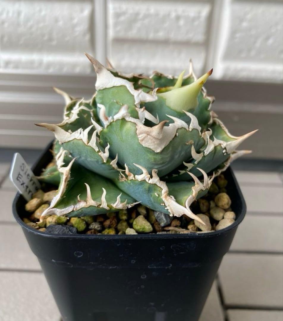 アガベ シエラミクスティカ エクストラ ホワイトソーン 子株 - メルカリ