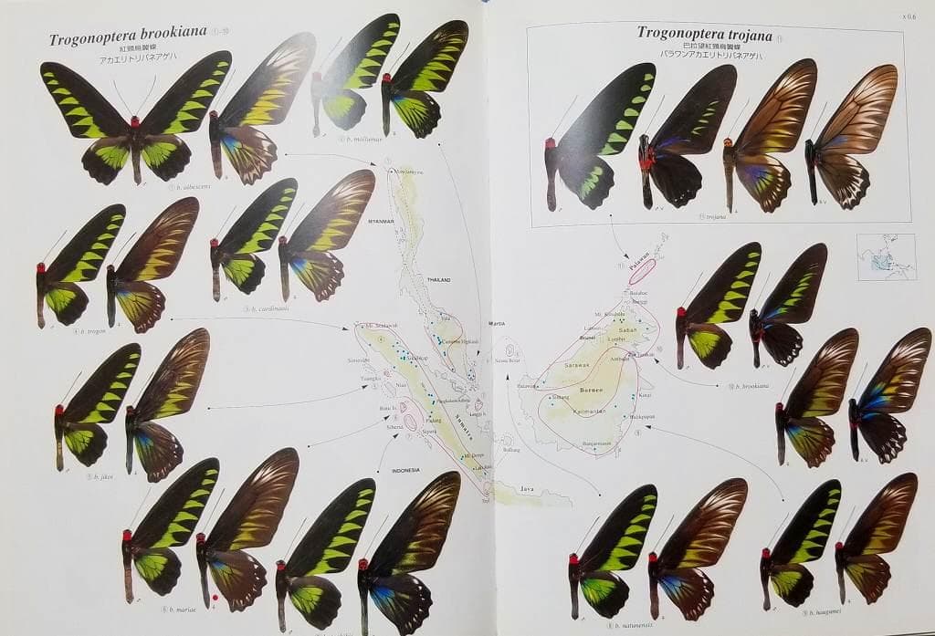 トリバネチョウ生態図鑑 Birdwing Butterflies 松香宏隆 美品 - メルカリ
