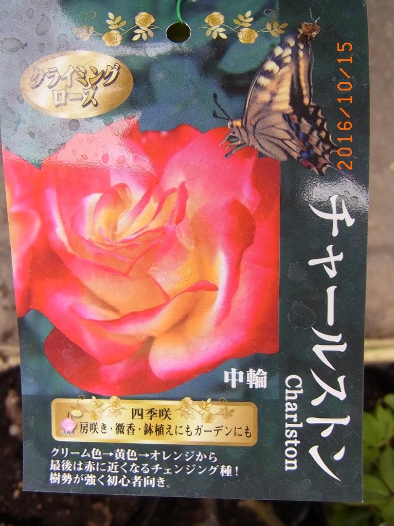 エ*メ様 5320 チャール6849イブ6210 5310ブラス