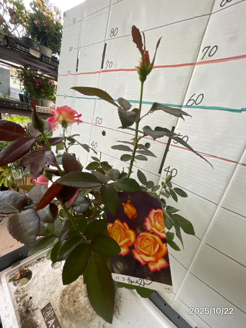 エ*メ様 5320 チャール6849イブ6210 5310ブラス