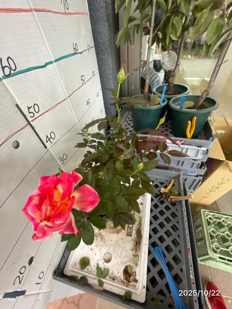 エ*メ様 5320 チャール6849イブ6210 5310ブラス