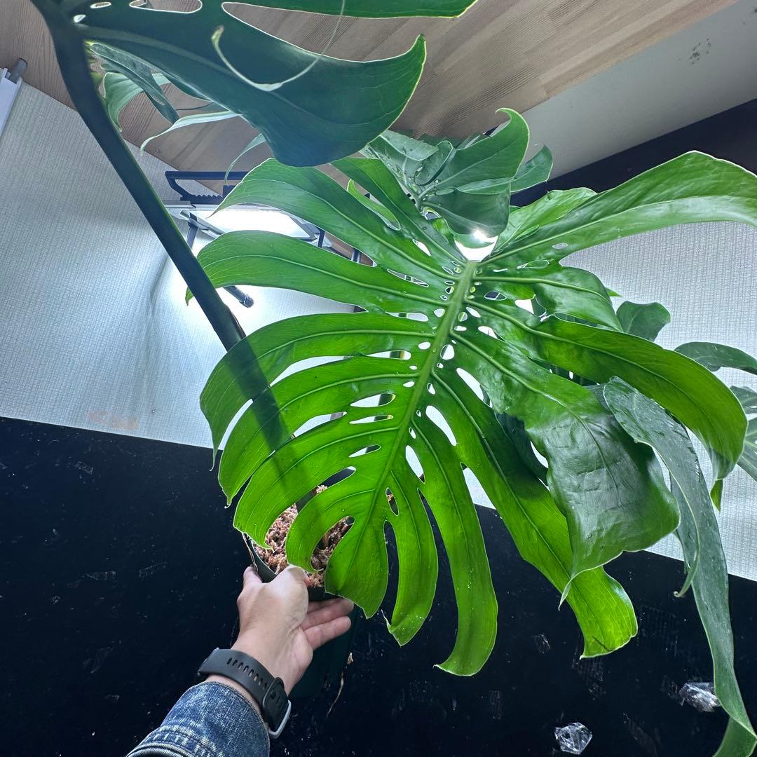 ***様 モンステラデリシオーサマクロコズム超希少系統鉢植え97㎝