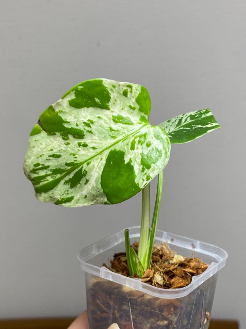 全葉斑入り‼️】モンステラ デリシオーサ バルバソー フシギダネ
