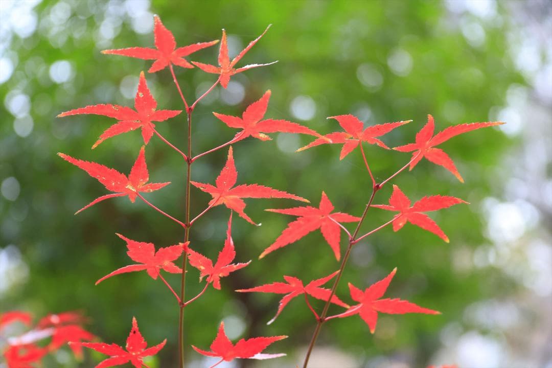 レンズ(ズーム) Canon EF28-135mm F3.5-5.6 IS USM