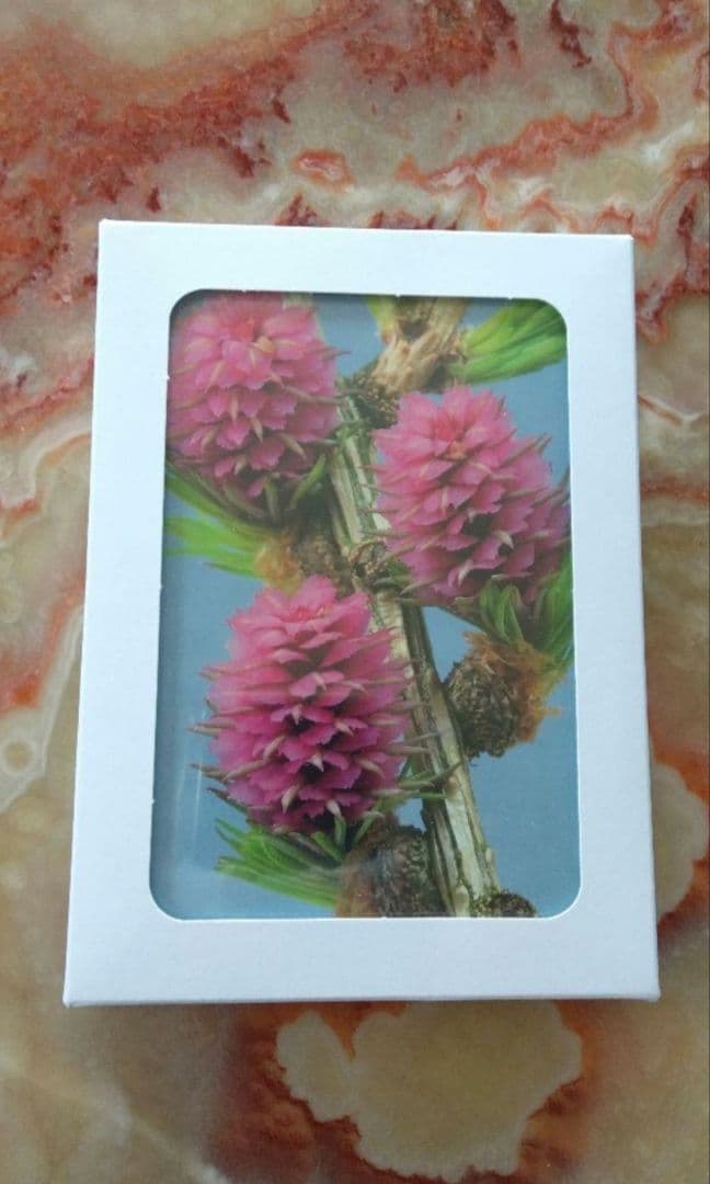 kazuno■2230+1650×11=20380■ヒーリングハーブス社