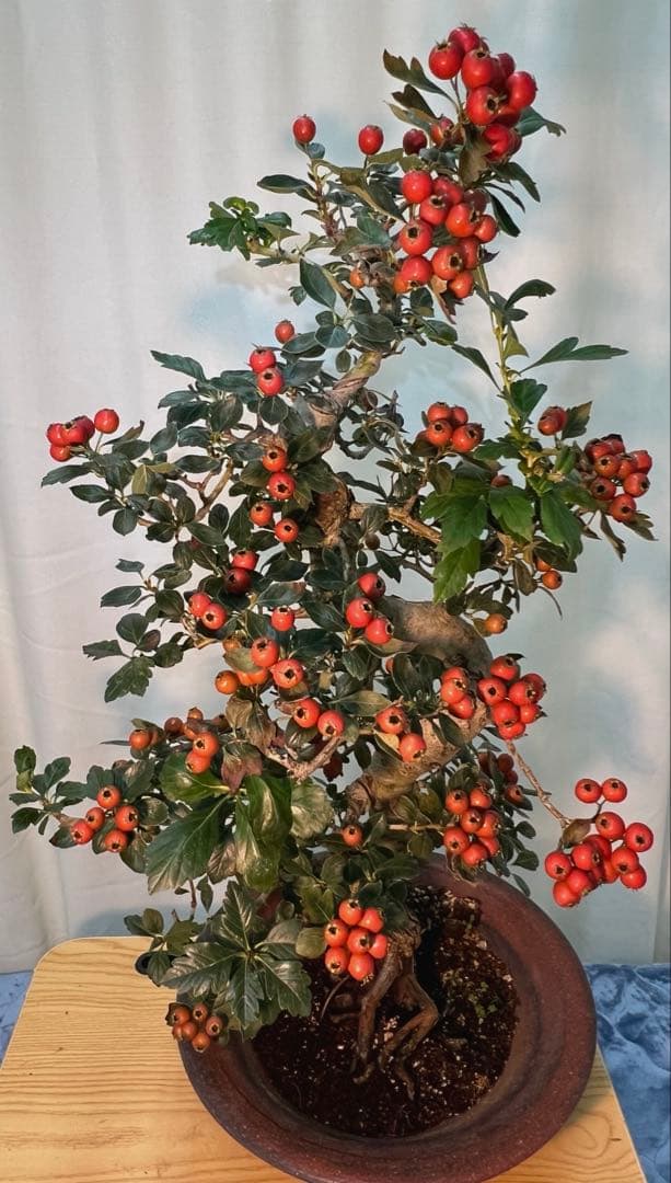 ルビーサンザシ　実沢山なってます