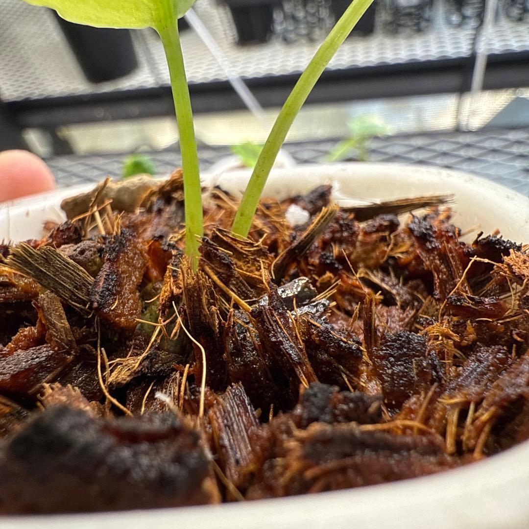 希少 アロカシア ドラゴンブレス 斑入り