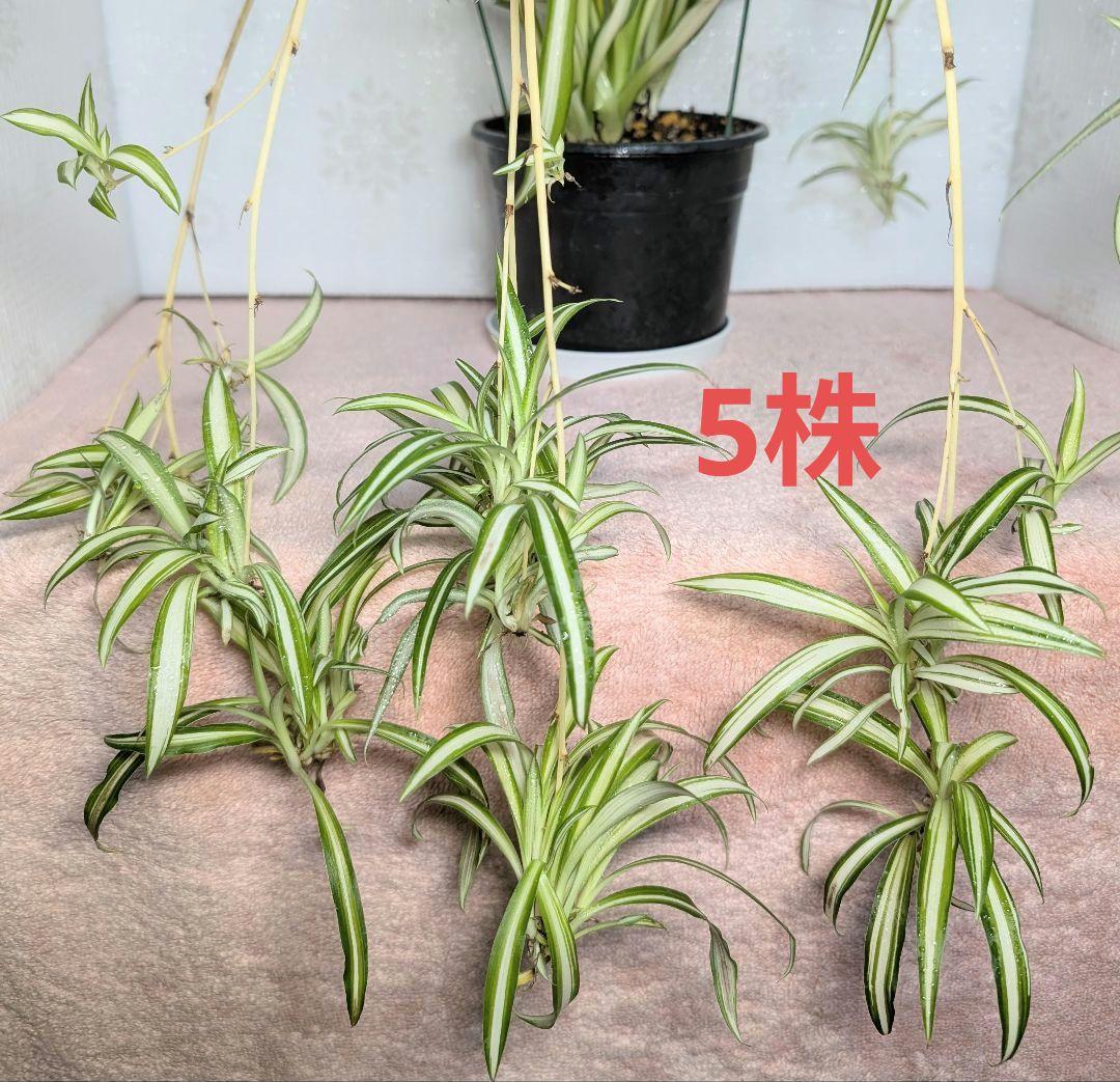 オリヅルラン オリズルラン 斑入り 5株 根付き苗 繁栄 恋愛 仕事運