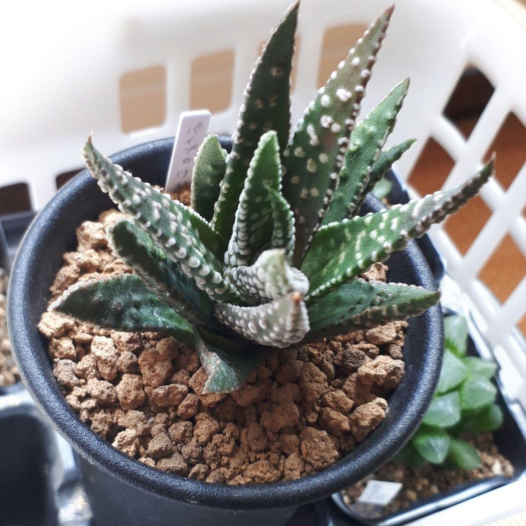 ハオルチア パイプのけむり - メルカリ