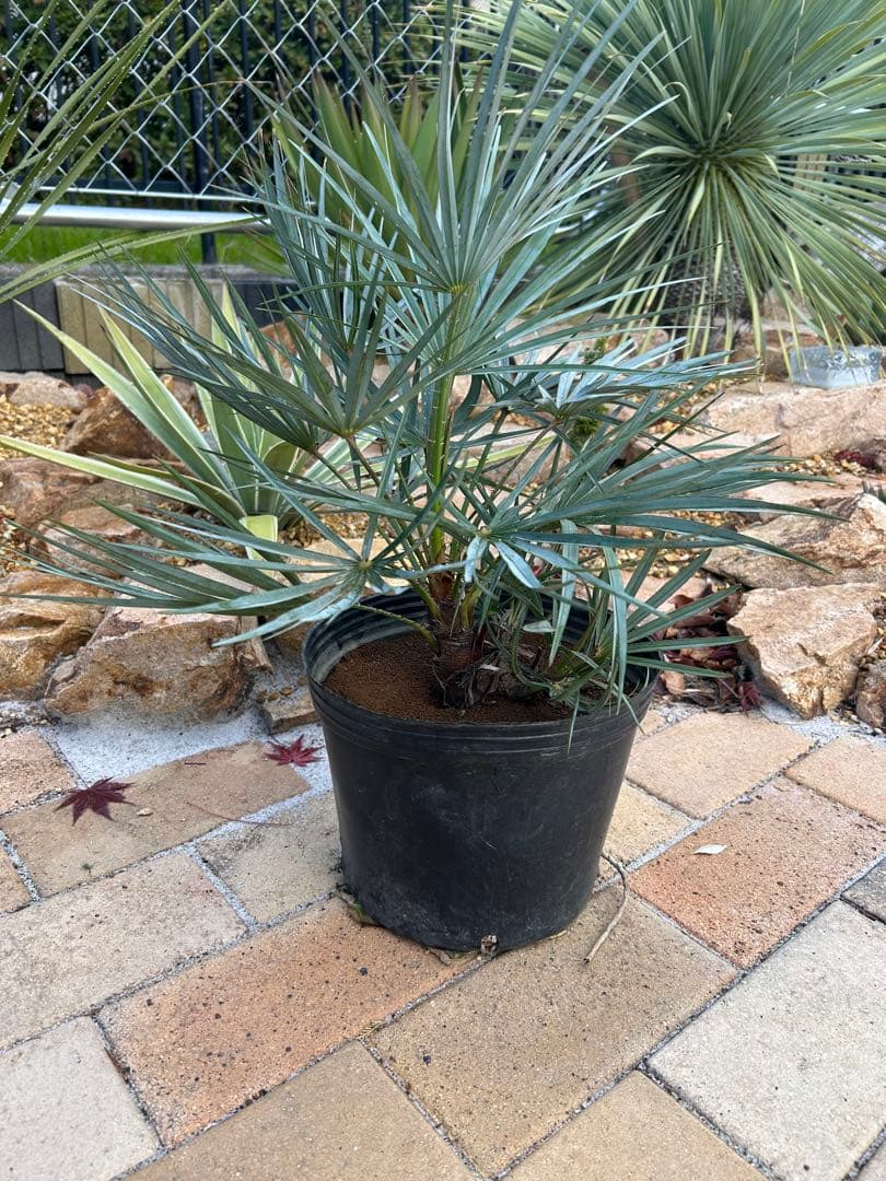 チャメロプス　セリフェラ　シルバー