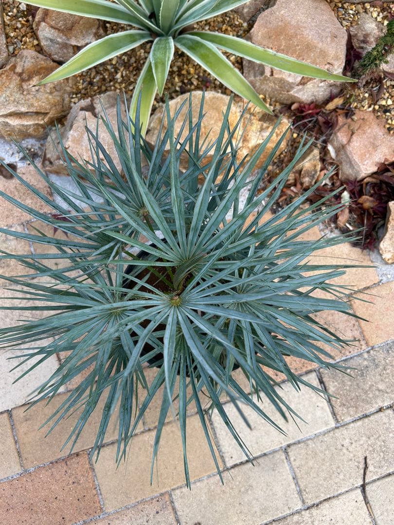 チャメロプス　セリフェラ　シルバー