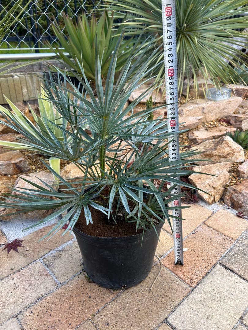 チャメロプス　セリフェラ　シルバー