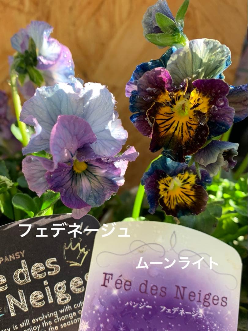 ア*ビ様 フェデネージュ 