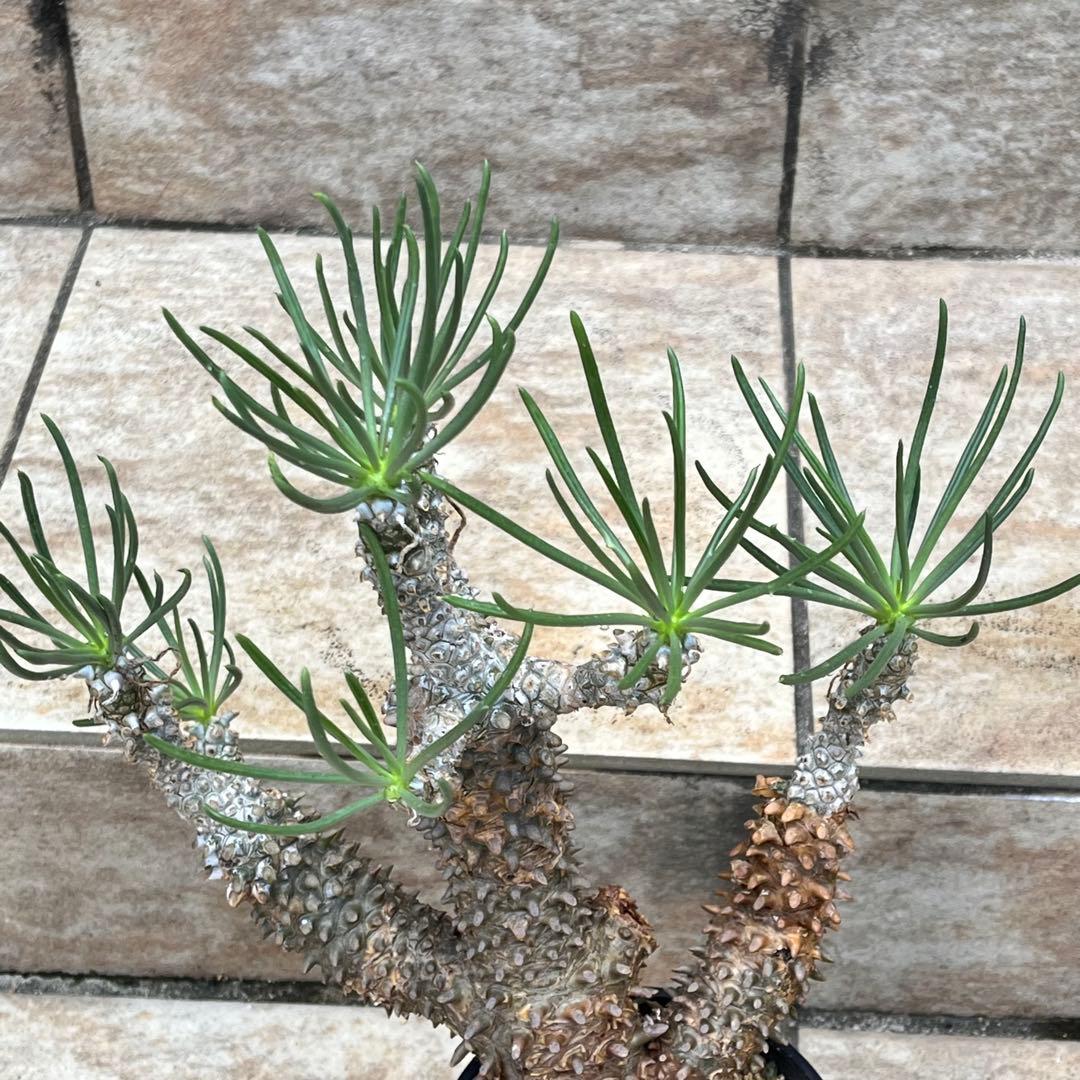 【セール】チレコドン　ワリチー　No.001　鉢、送料込　メルカリ便