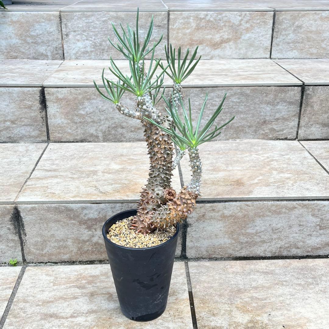 【セール】チレコドン　ワリチー　No.001　鉢、送料込　メルカリ便