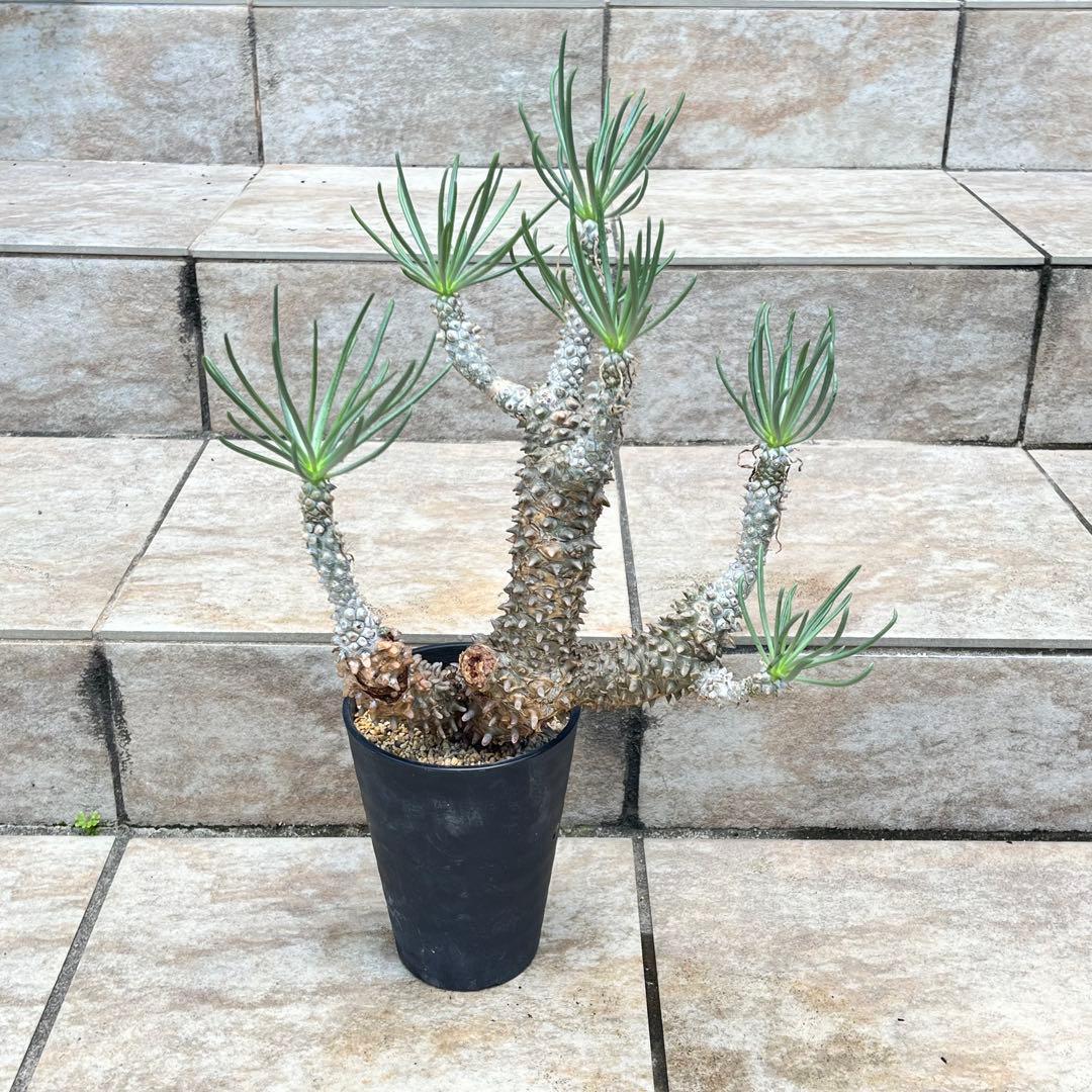 【セール】チレコドン　ワリチー　No.001　鉢、送料込　メルカリ便