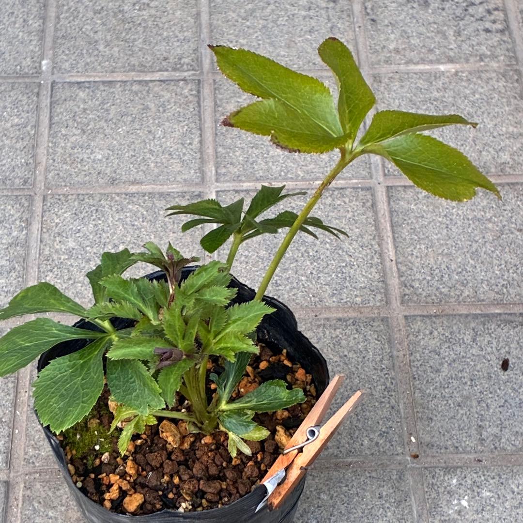 ヒ*イ様 ☘️ラスト2☘️蕾付き☘️3327⭐️小輪⭐️ダーク　クレオパトラ⭐️