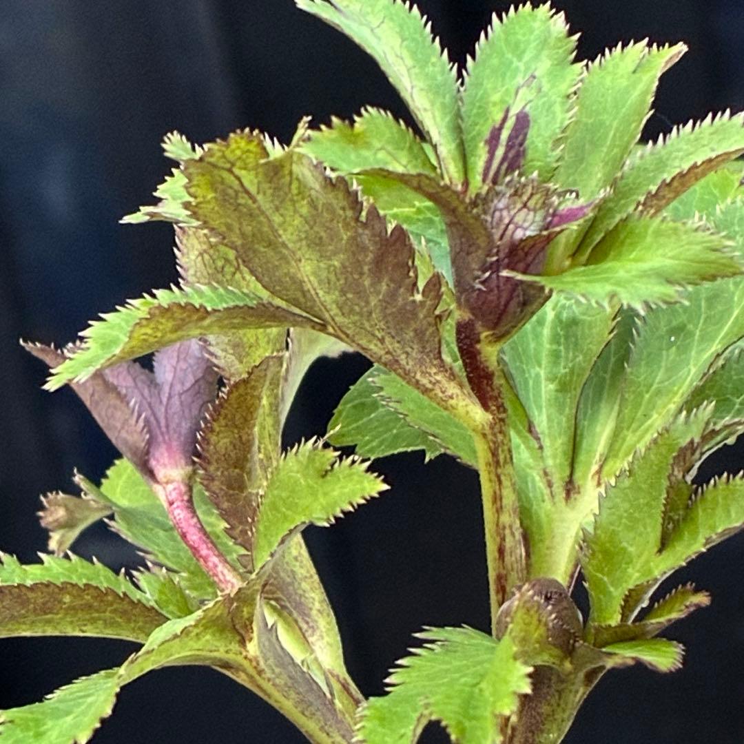 ヒ*イ様 ☘️ラスト2☘️蕾付き☘️3327⭐️小輪⭐️ダーク　クレオパトラ⭐️