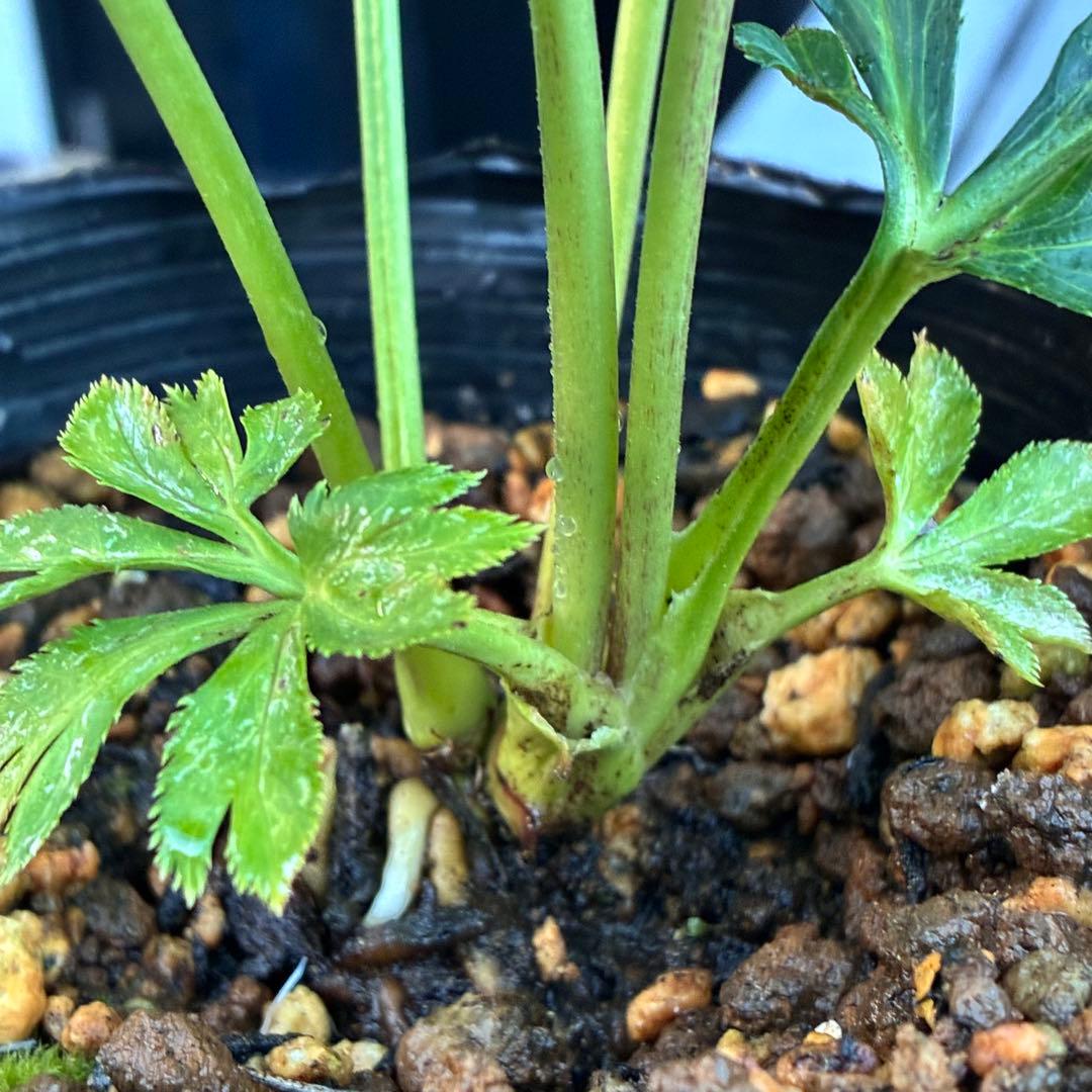 ヒ*イ様 ☘️ラスト2☘️蕾付き☘️3327⭐️小輪⭐️ダーク　クレオパトラ⭐️