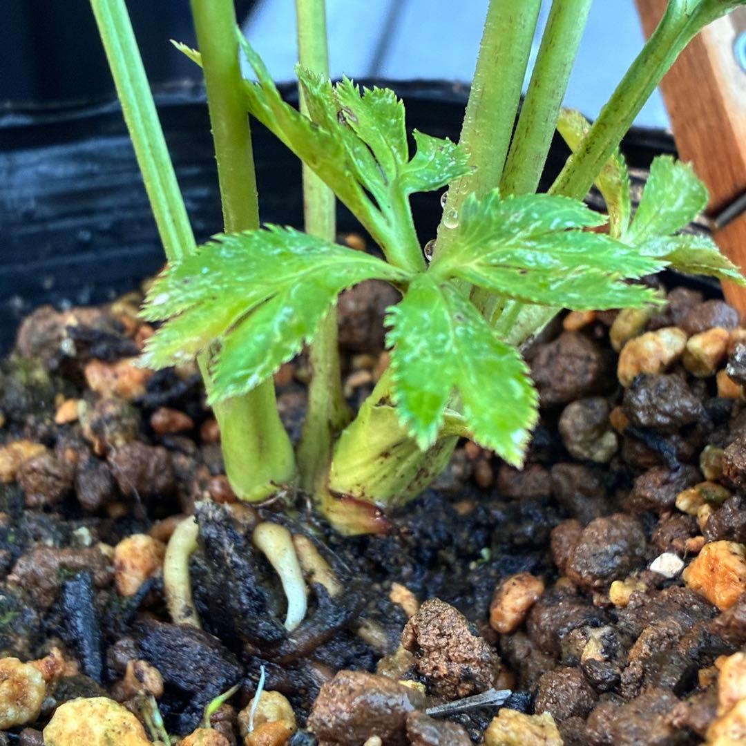 ヒ*イ様 ☘️ラスト2☘️蕾付き☘️3327⭐️小輪⭐️ダーク　クレオパトラ⭐️