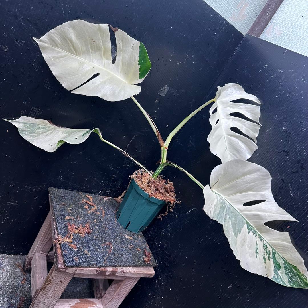 超*✿様 斑入りモンステラ極上ホワイトタイガーフルムーン4号鉢植え発