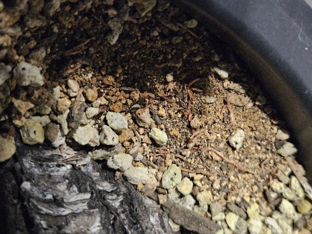 ユッカ フィリフェラ (し)