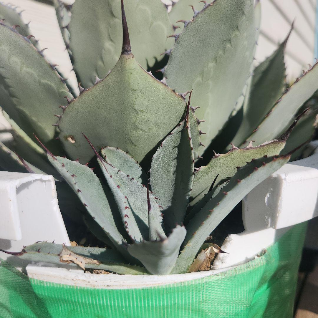 アガベ 　パリー　姫吉祥天