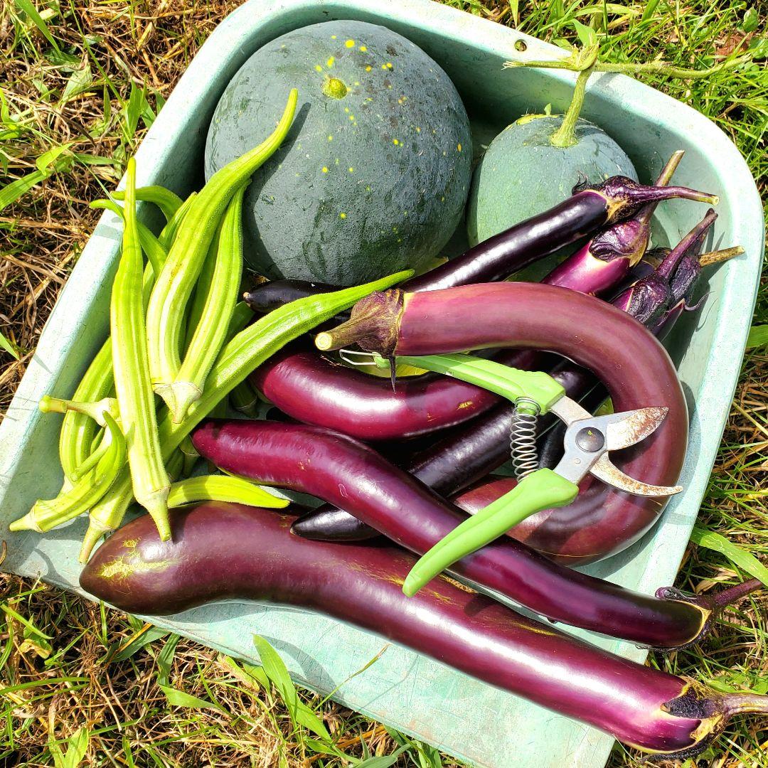 バーガンディーおくらの種(自然栽培) - メルカリ