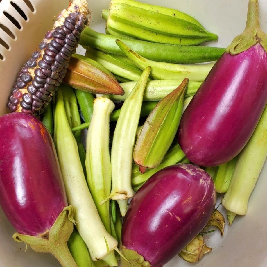 バーガンディーおくらの種(自然栽培) - メルカリ