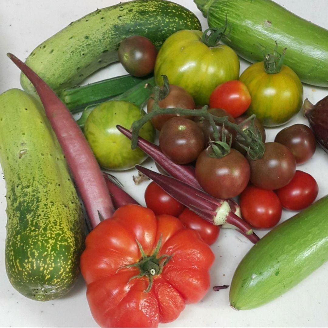 バーガンディーおくらの種(自然栽培) - メルカリ