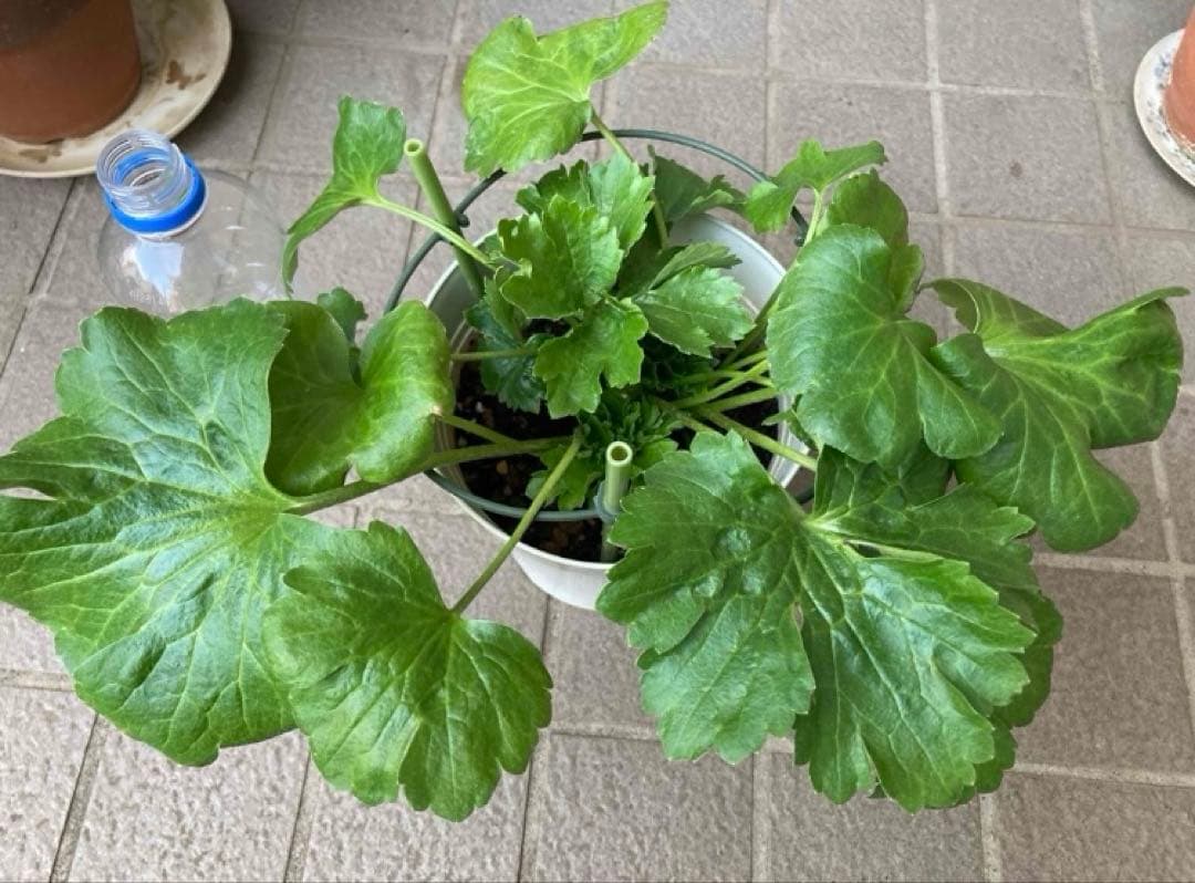 《ラナンキュラスラックス　4苗セット　5号鉢ごと　正規品》⭐︎リーベラ苗おまけ⭐︎