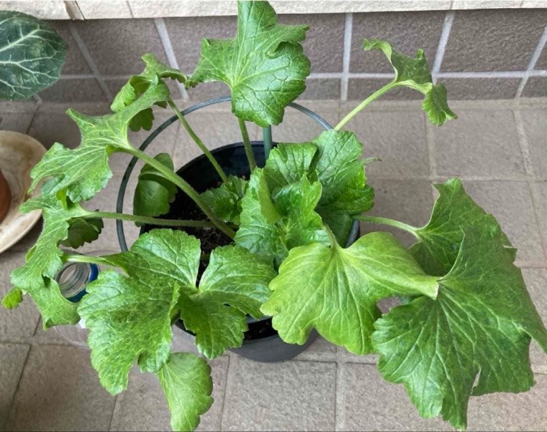 《ラナンキュラスラックス　4苗セット　5号鉢ごと　正規品》⭐︎リーベラ苗おまけ⭐︎