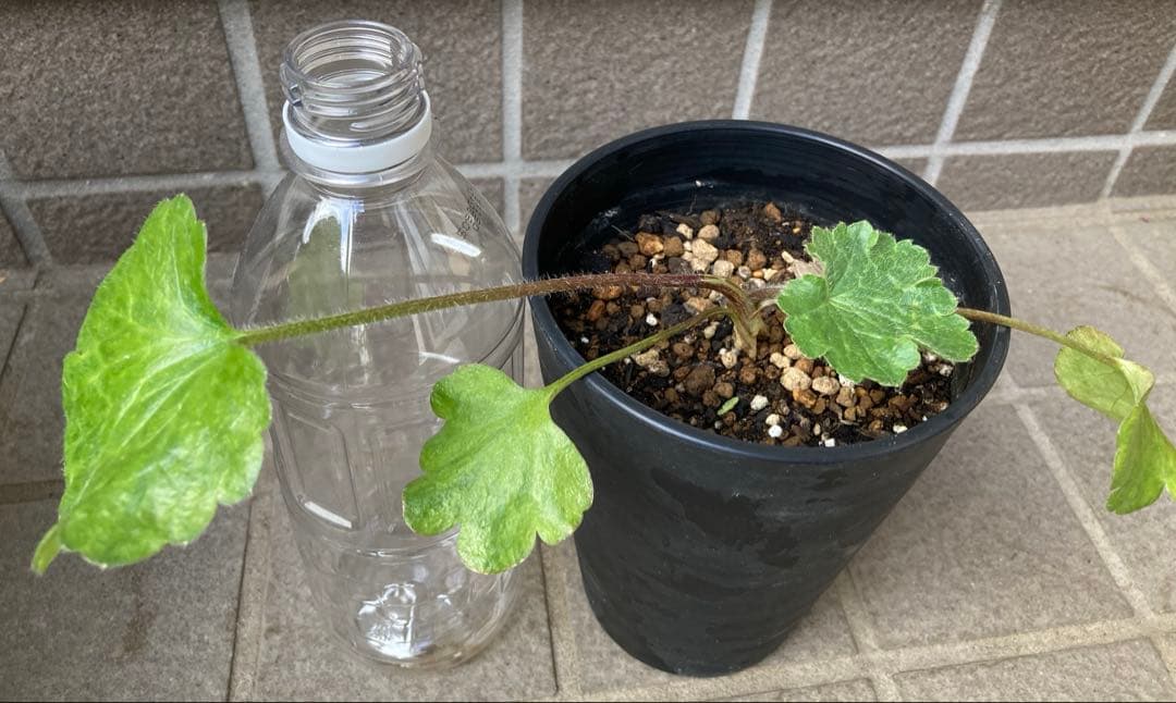 《ラナンキュラスラックス　4苗セット　5号鉢ごと　正規品》⭐︎リーベラ苗おまけ⭐︎