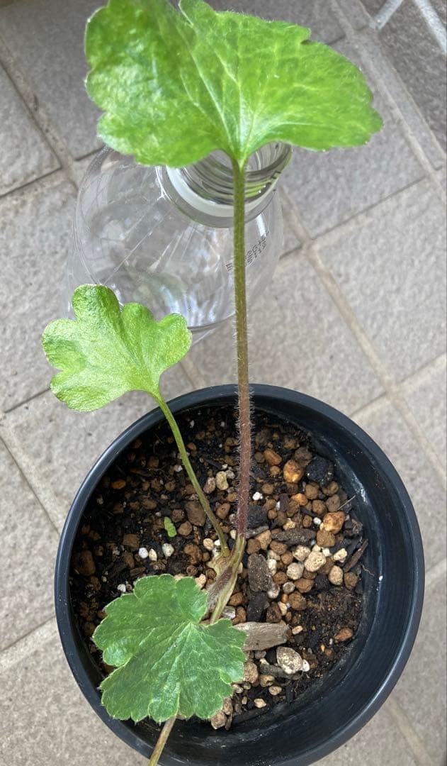 《ラナンキュラスラックス　4苗セット　5号鉢ごと　正規品》⭐︎リーベラ苗おまけ⭐︎