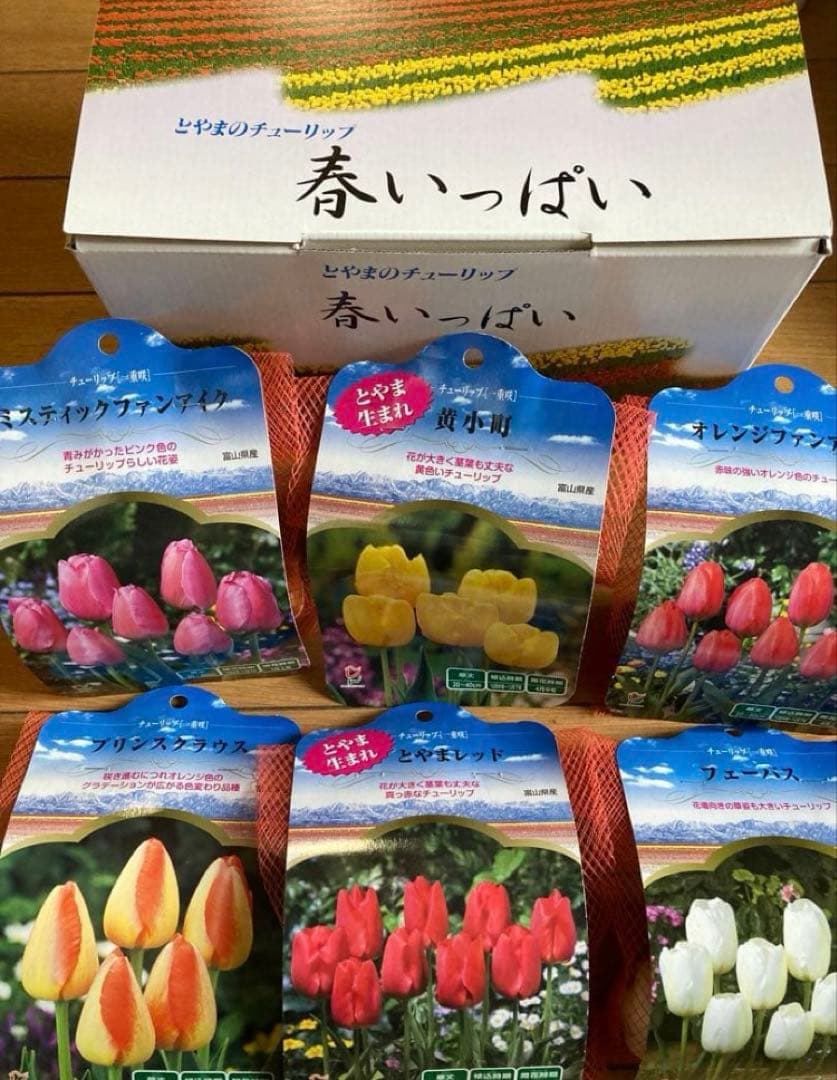 《ラナンキュラスラックス　4苗セット　5号鉢ごと　正規品》⭐︎リーベラ苗おまけ⭐︎