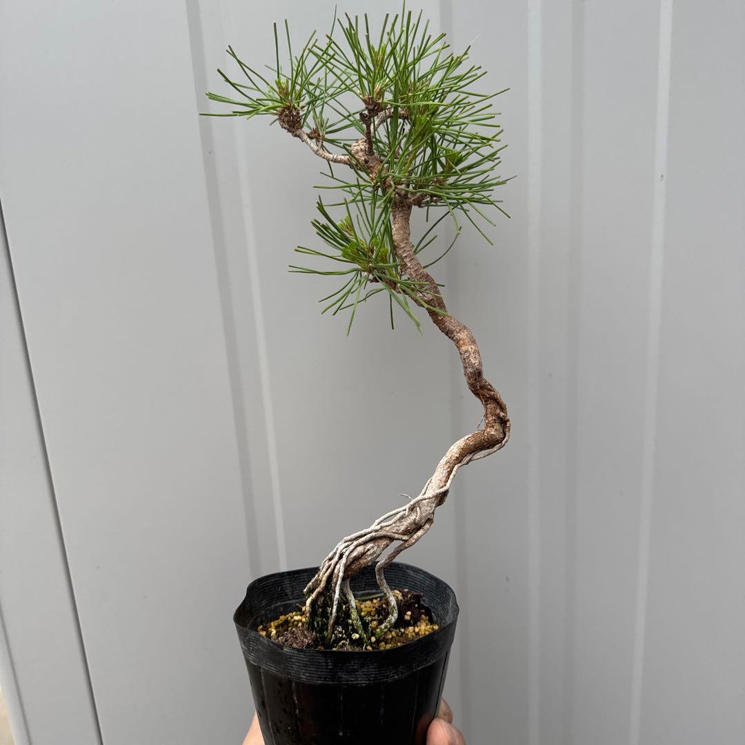 赤松 盆栽 根上がり 文人木 - メルカリ
