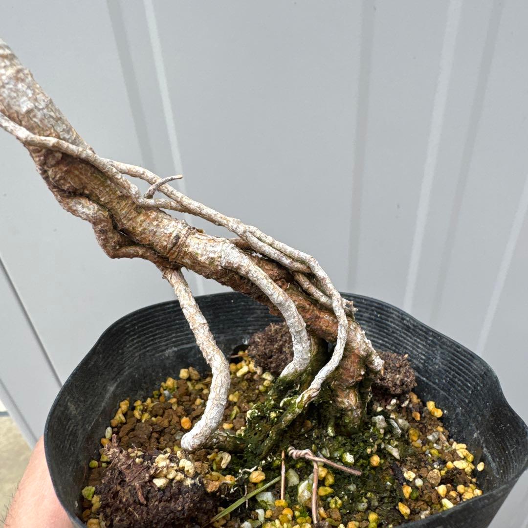 赤松 盆栽 根上がり 文人木 - メルカリ