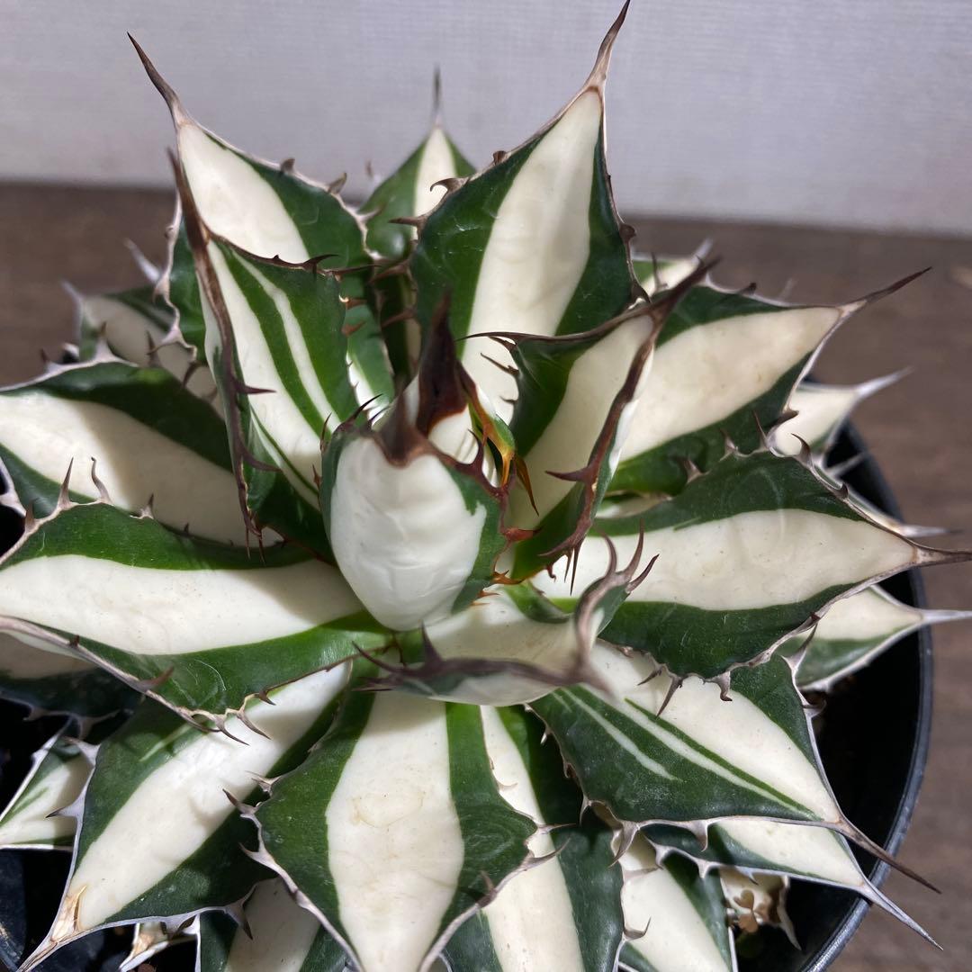 アガベ　ホリダ白中斑入　極上　初売4