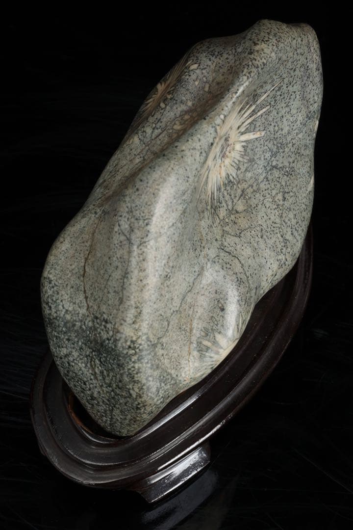 菊花石 紋石 台座付 1.7kg 鑑賞石 原石 自然石 美石 水石 盆石 飾石