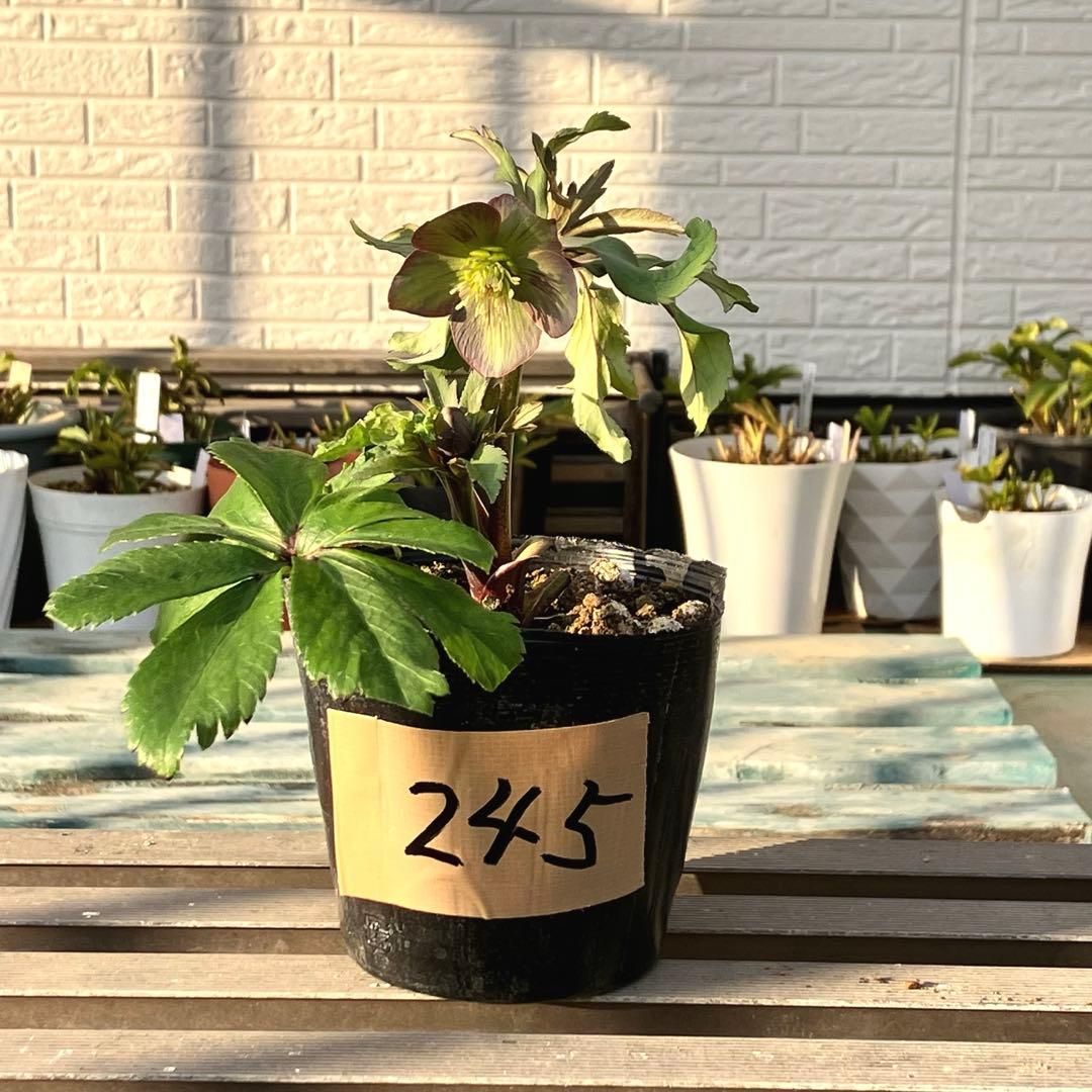 ✨年末お特MIX【B】ラナン スイートピー スターチス スワッグ 生花