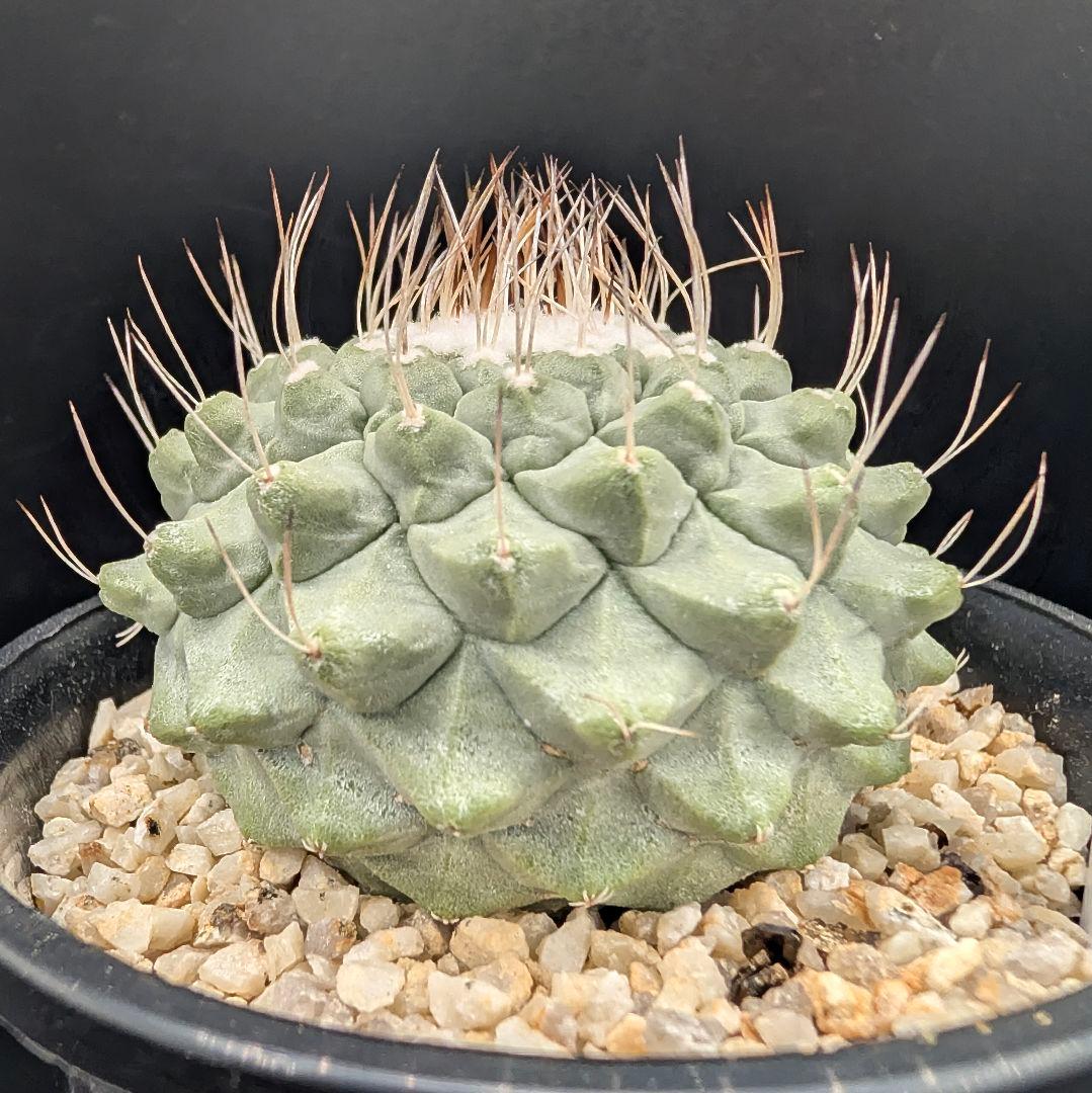 k*i様 C 菊水 大型タイプ 実生 美株 鉢植えメルカリ便送料込み