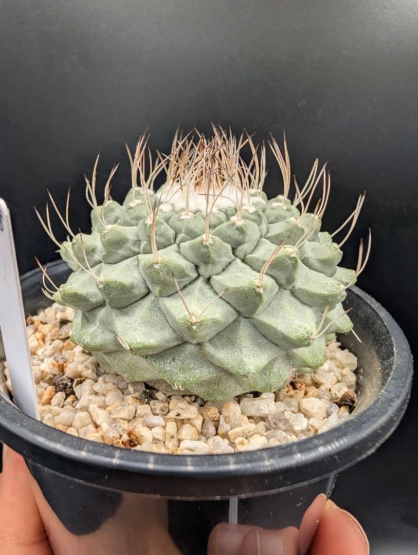 k*i様 C 菊水 大型タイプ 実生 美株 鉢植えメルカリ便送料込み